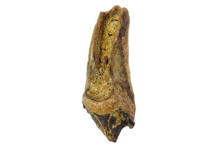 Ceratopsid Dinosaur Tooth - Judith River Formation #108112